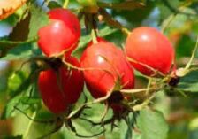 Os benefícios da vitamina P para o cérebro